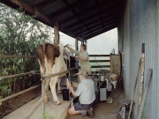http://www.janinebaechle.com/files/gimgs/th-24_Robin-and-Graeme-looking-after-the-cows.jpg